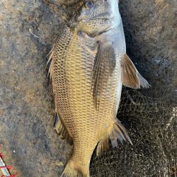 イチノ兄弟、釣果！