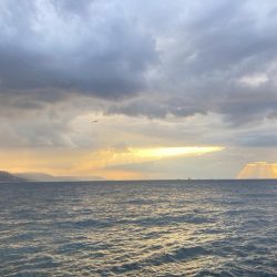 良型グレ入れ食い！