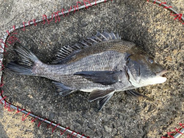 イチノ兄弟、釣果！