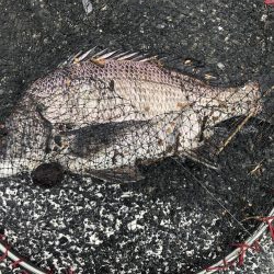 イチノ兄弟、釣果！