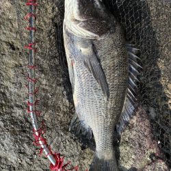 イチノ兄弟、釣果！