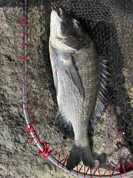 イチノ兄弟、釣果！