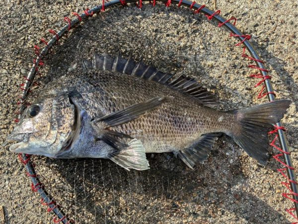 イチノ兄弟、釣果！