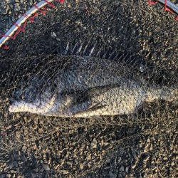 イチノ兄弟、釣果！