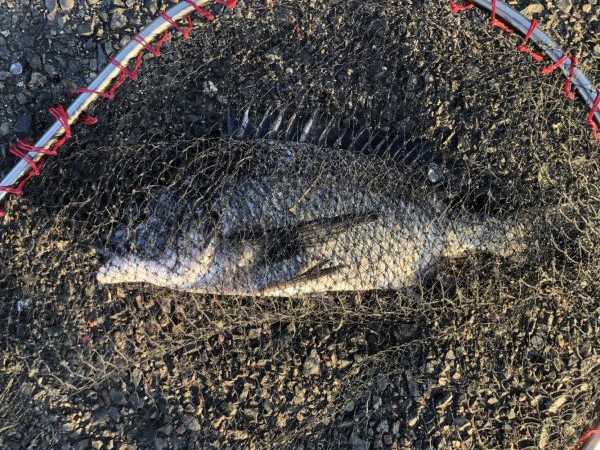 イチノ兄弟、釣果！