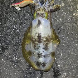 2025 佐渡ヶ島エギング Vol.48【11月7日】