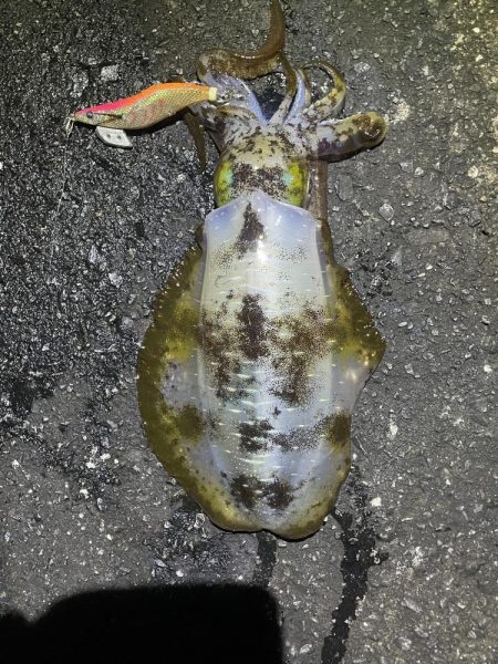 2025 佐渡ヶ島エギング Vol.48【11月7日】