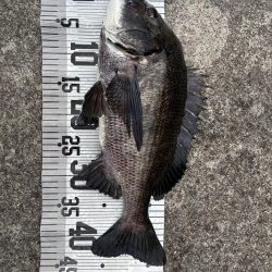 イチノ兄弟、釣果!