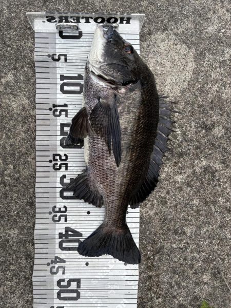 イチノ兄弟、釣果!