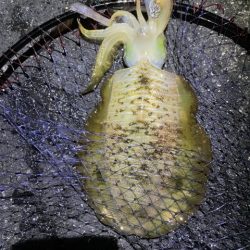 2025 佐渡ヶ島エギング Vol.54【11月15日】