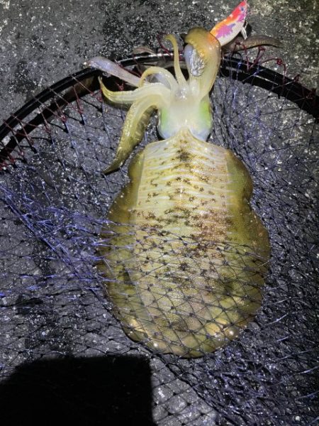 2025 佐渡ヶ島エギング Vol.54【11月15日】