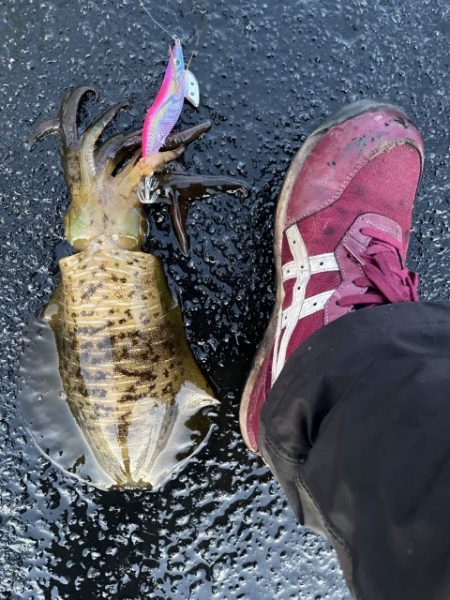 2025 佐渡ヶ島エギング Vol.57【11月20日】