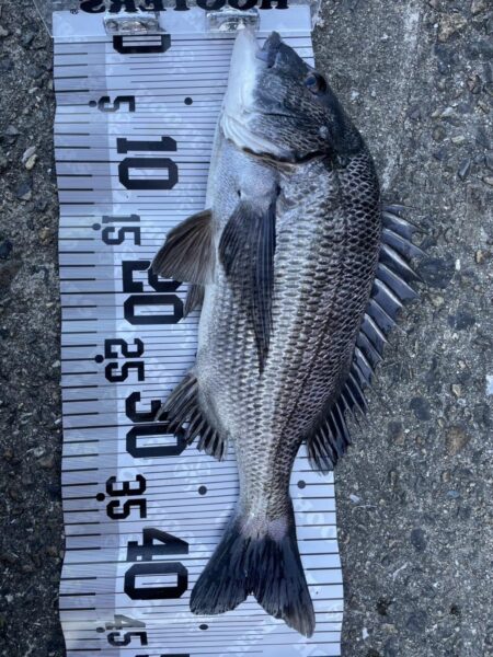 イチノ兄弟、釣果！