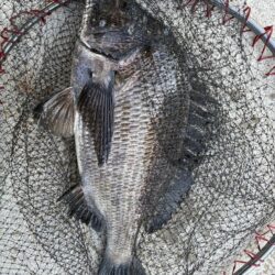 イチノ兄弟、釣果！