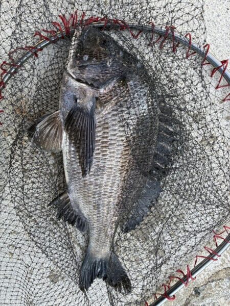 イチノ兄弟、釣果！