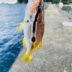 今日はイカの日