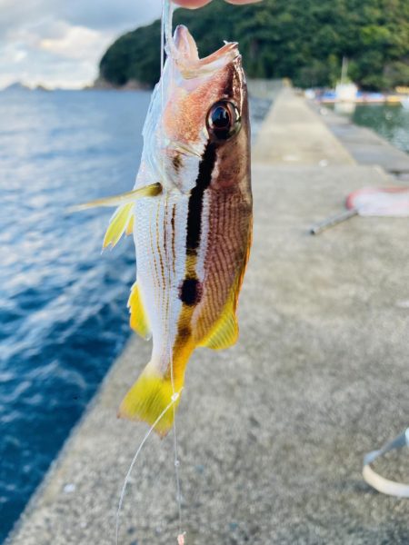 今日はイカの日