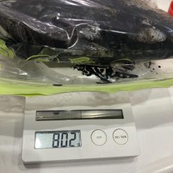 祝アオリイカ自己記録