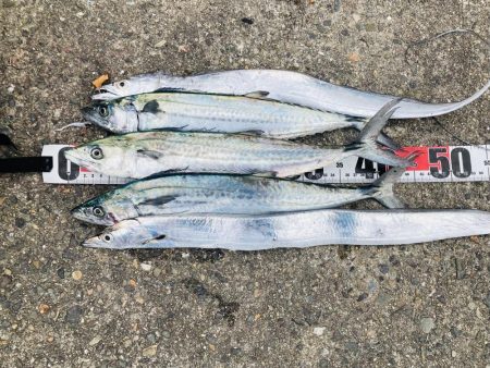 エギングで刀来た