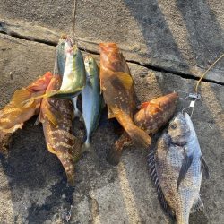 魚の爆釣