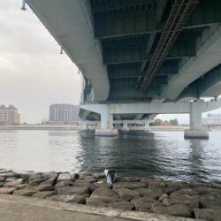 西宮浜西護岸チヌ、キビレ等