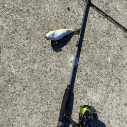 シロギスタ:今シーズンカワハギ終盤戦