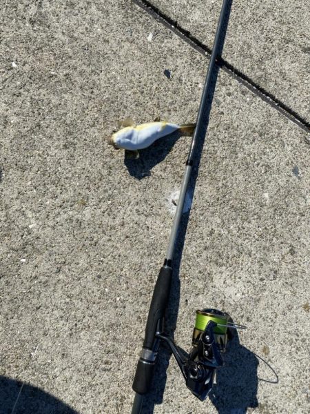 シロギスタ:今シーズンカワハギ終盤戦