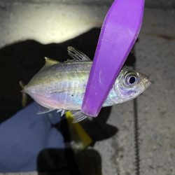 大阪湾奥アジング