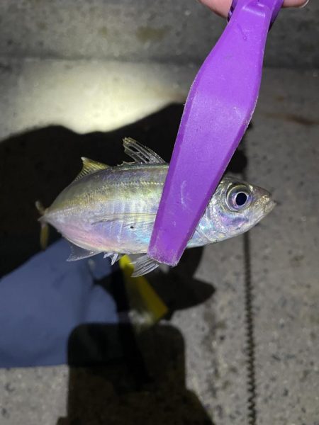 大阪湾奥アジング