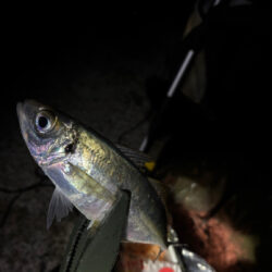 あわじの美味しいアジ調達