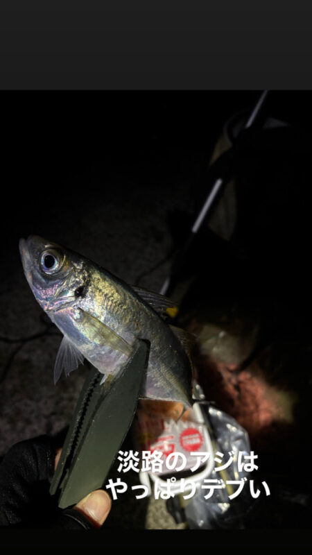 あわじの美味しいアジ調達