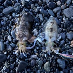 アオリイカ釣行