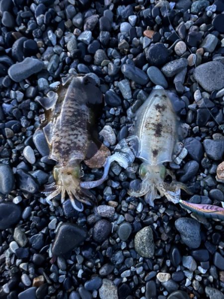 アオリイカ釣行