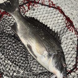 ヘチってきました