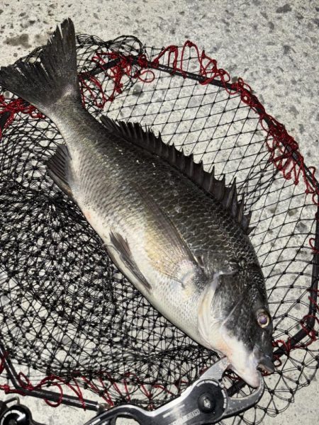 ヘチってきました