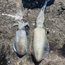 淡路島エギング