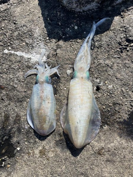 淡路島エギング