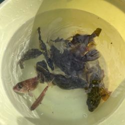 数釣りできました。