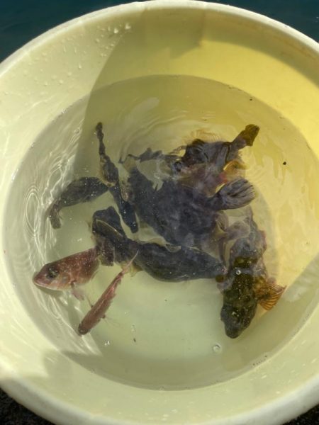 数釣りできました。