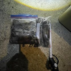 エギング好調でした！