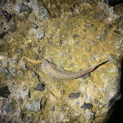 小アジとチャリコ