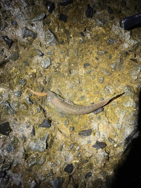 小アジとチャリコ