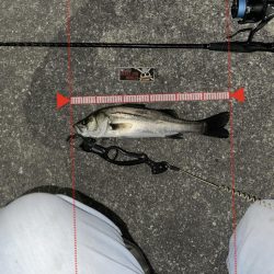 宮川氏！ネクストスピンで釣りました！