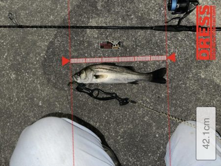 宮川氏！ネクストスピンで釣りました！