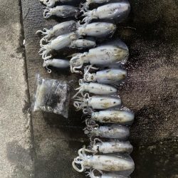 爆釣の朝マズメ