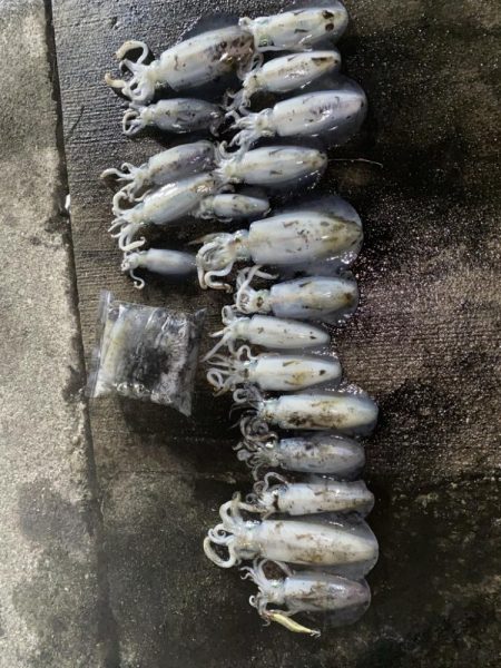 爆釣の朝マズメ