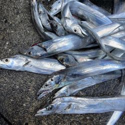 船からタチウオ