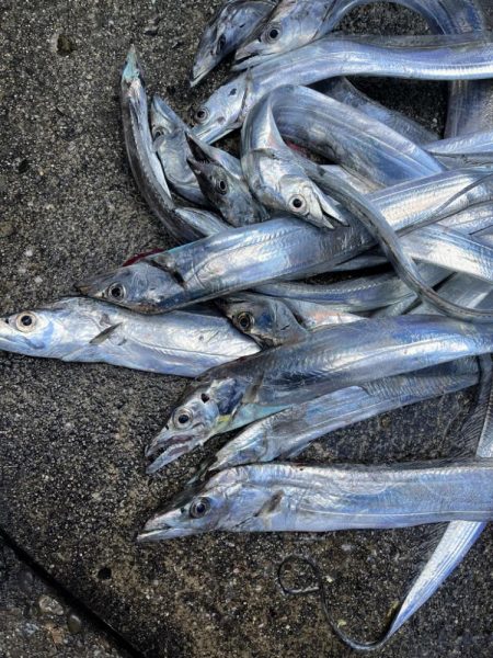 船からタチウオ