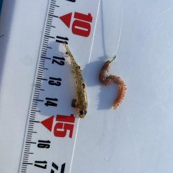 激シブ:シロギスタ