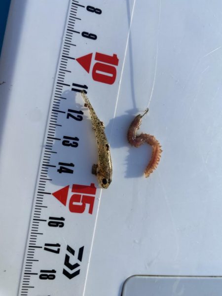 激シブ:シロギスタ